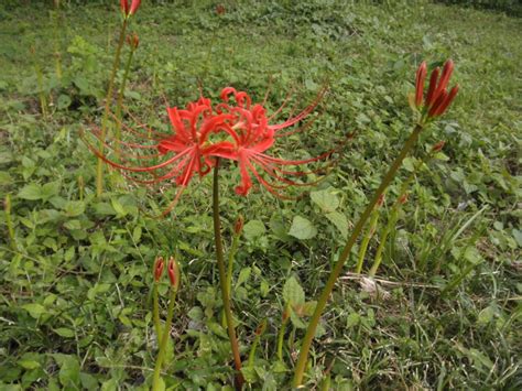 彼岸花葉|秋に赤い花が咲き、冬に葉が茂って栄養を蓄えるヒガンバナ（彼。